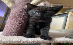 Domestic Shorthair cats for sale: Tabby kittens for sale - Image 32