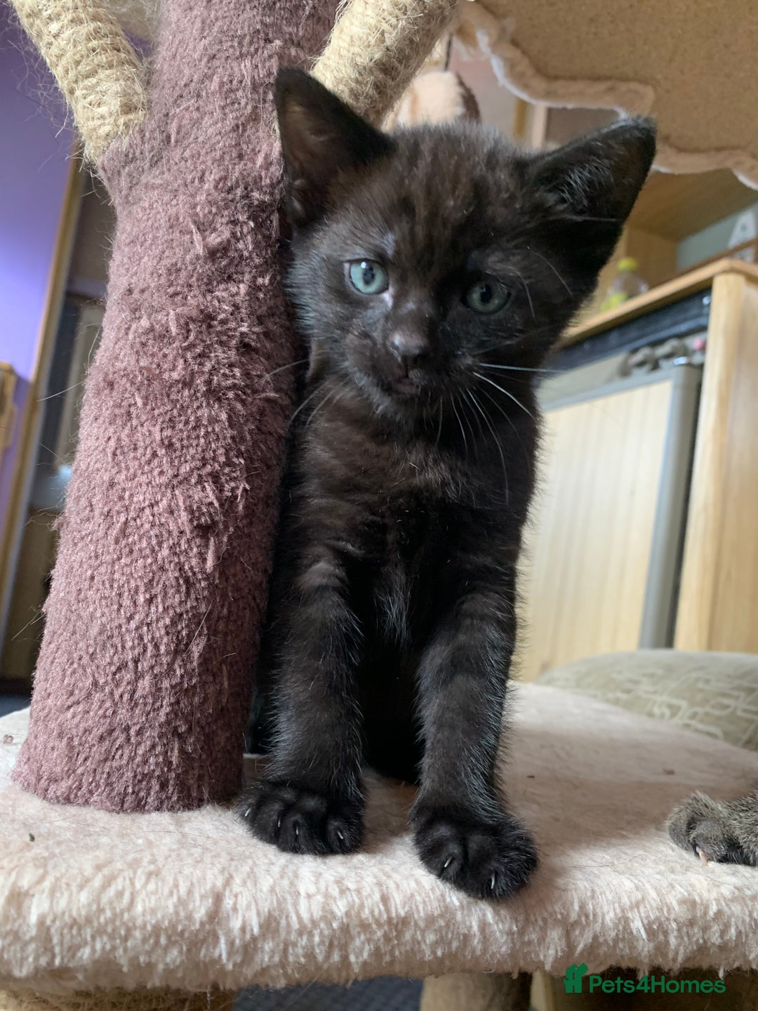 Domestic Shorthair cats for sale: Tabby kittens for sale - Image 32