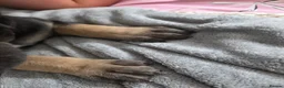Great Dane dogs for sale: Great dane pups  - Advert 9