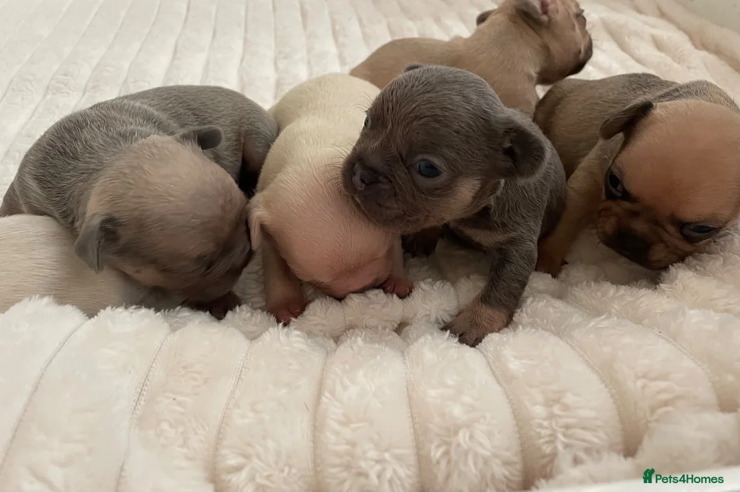 French Bulldog dogs for sale: Lilac/cream,platinum & fawn frenchie puppies - Advert 2