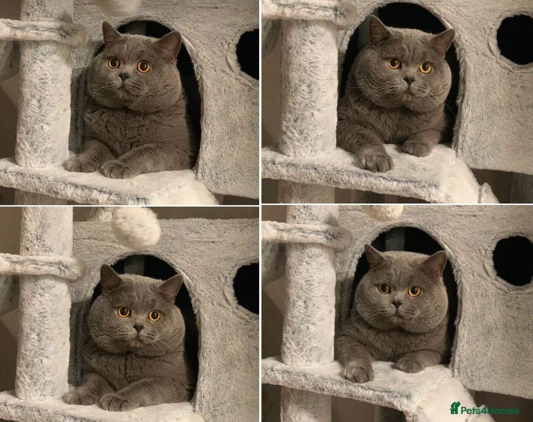 British Shorthair cats for stud: GCCF Active Reg BSH Blue Ch.l. 2 studs available  in Bolton - Advert 5
