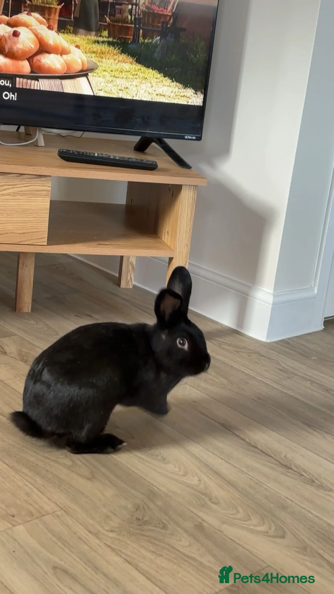 Rex rabbits for sale: Rabbit for rehoming  - Advert 2