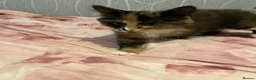 Mixed Breed cats for sale: Friendly, playful female kitten - Advert 4