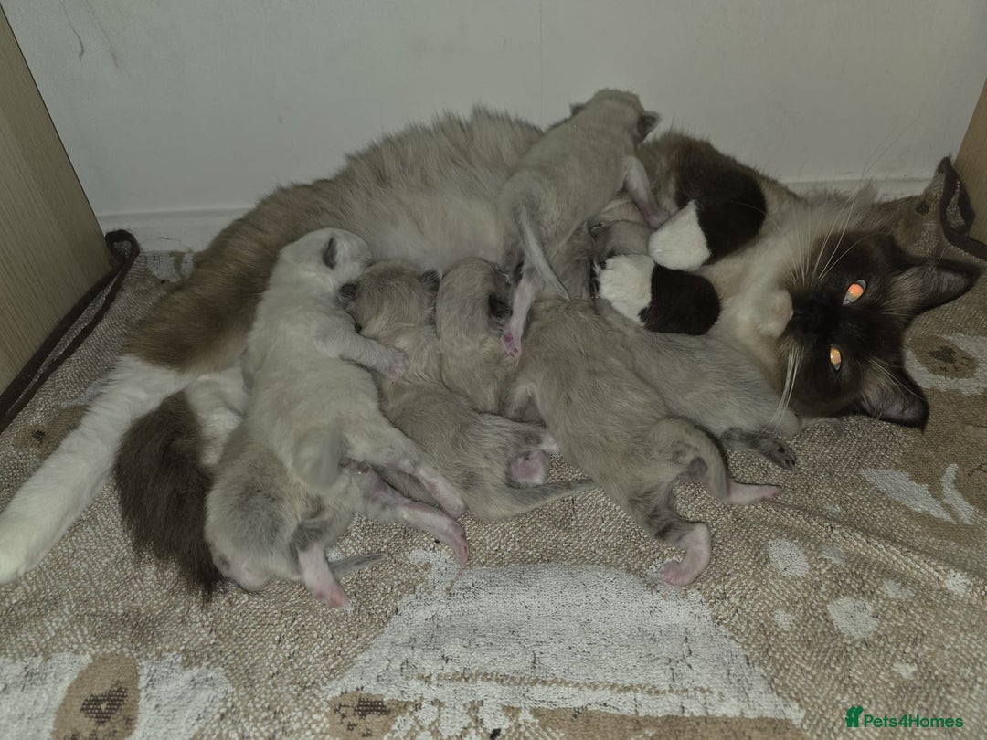 Ragdoll cats for sale: Pure Ragdoll Kittens  - Advert 9