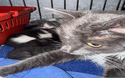 Mixed Breed cats for sale: 4 beautiful kittens for sale  - Image 2
