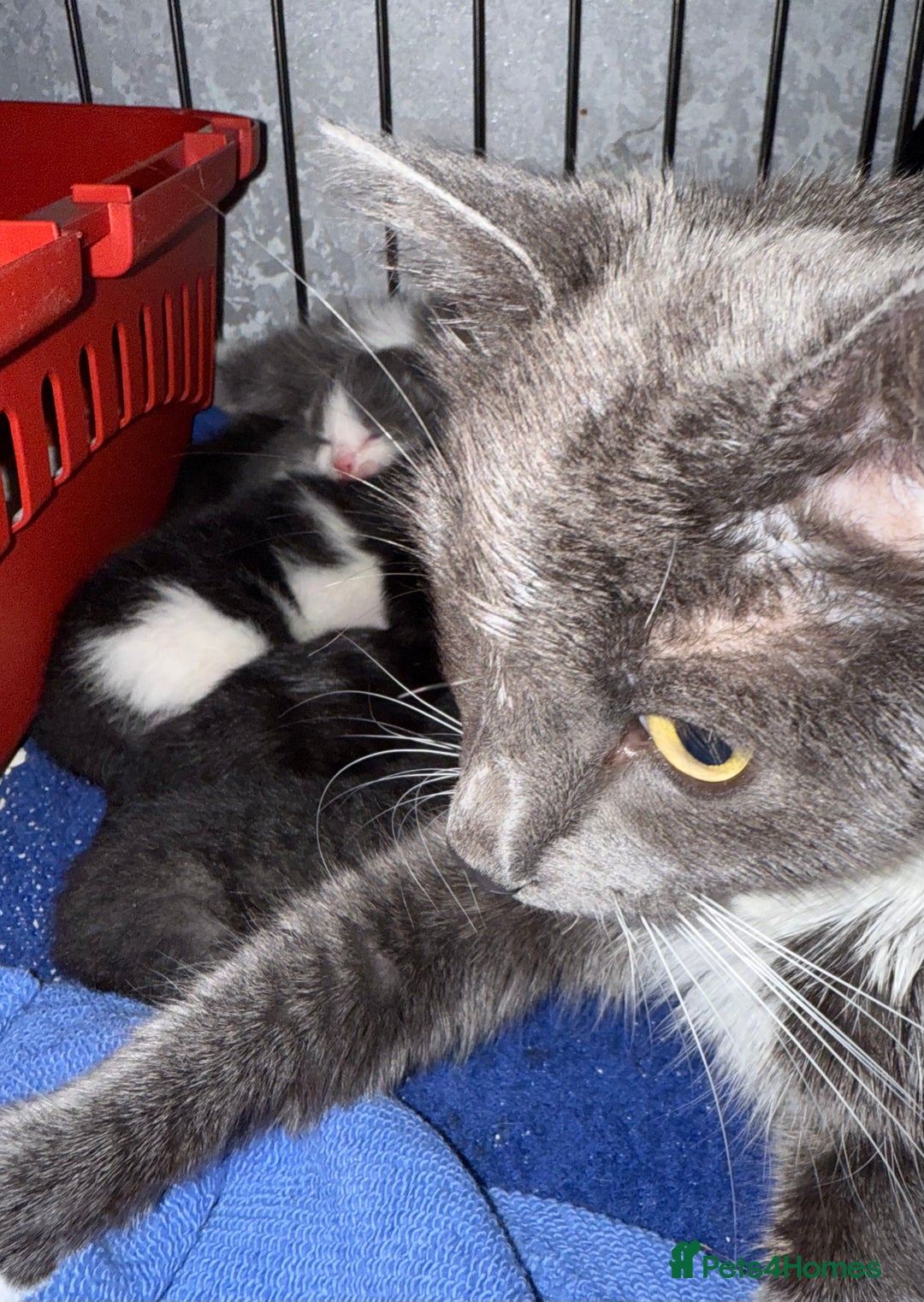 Mixed Breed cats for sale: 4 beautiful kittens for sale  - Image 2
