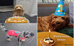 Irish Doodle dogs for sale: 🐾 F1 Beautiful Miniature Irish Doodle Puppies 🐾  - Image 24
