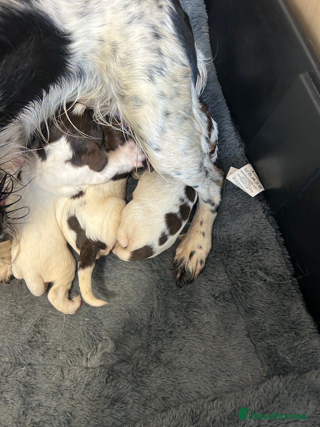 English Springer Spaniel dogs for sale: KC registered Springer spaniels puppies  - Image 11