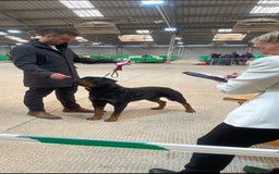 Rottweiler dogs for stud: Proven handsome ADRK KC registered Rottweiler  in Milford Haven - Image 15