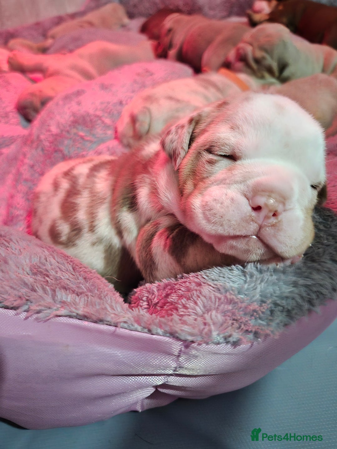 English Bulldog dogs for sale: Beautiful Litter Of New English Bulldog Puppies - Image 11