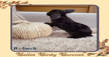 Mini Lop rabbits - Advert 3