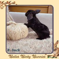 Mini Lop rabbits - Advert 9