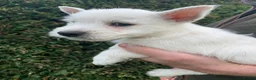 West Highland Terrier dogs for sale: West highland terrier  - Advert 8