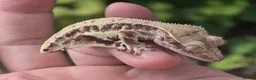 Gecko reptiles for sale: Various crested geckos - Advert 6