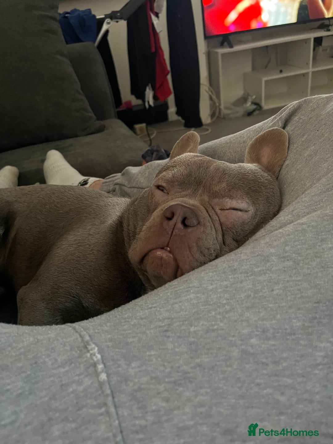 French Bulldog dogs for sale: Male French bulldog - Advert 1