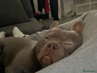 French Bulldog dogs Male French bulldog - Advert 1