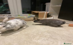 Mixed Breed rabbits for sale: Three beautiful male rabbits - Image 6