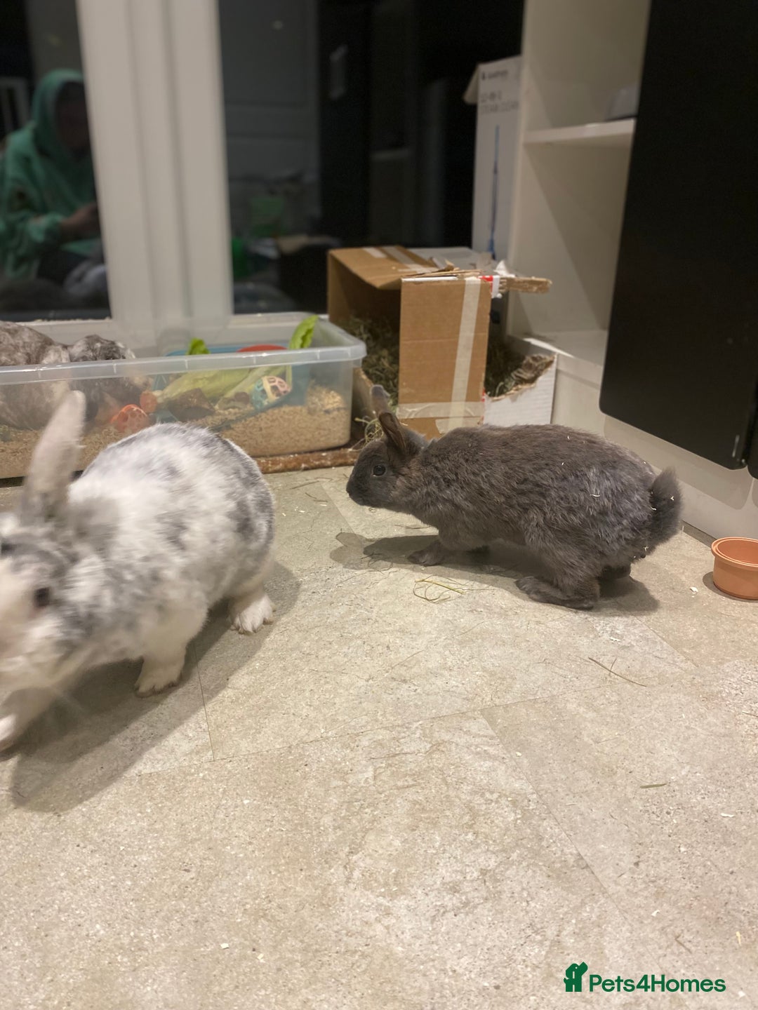 Mixed Breed rabbits for sale: Three beautiful male rabbits - Image 6