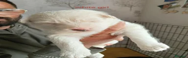 White Female German Shepherd Puppy 