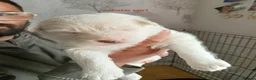 German Shepherd dogs for sale: White & Tan Puppies For Sale  - Advert 4