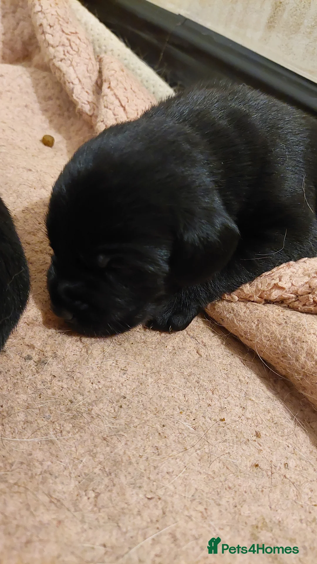 Labrador Retriever dogs for sale: Pedigree labrador puppies for sale  - Advert 19