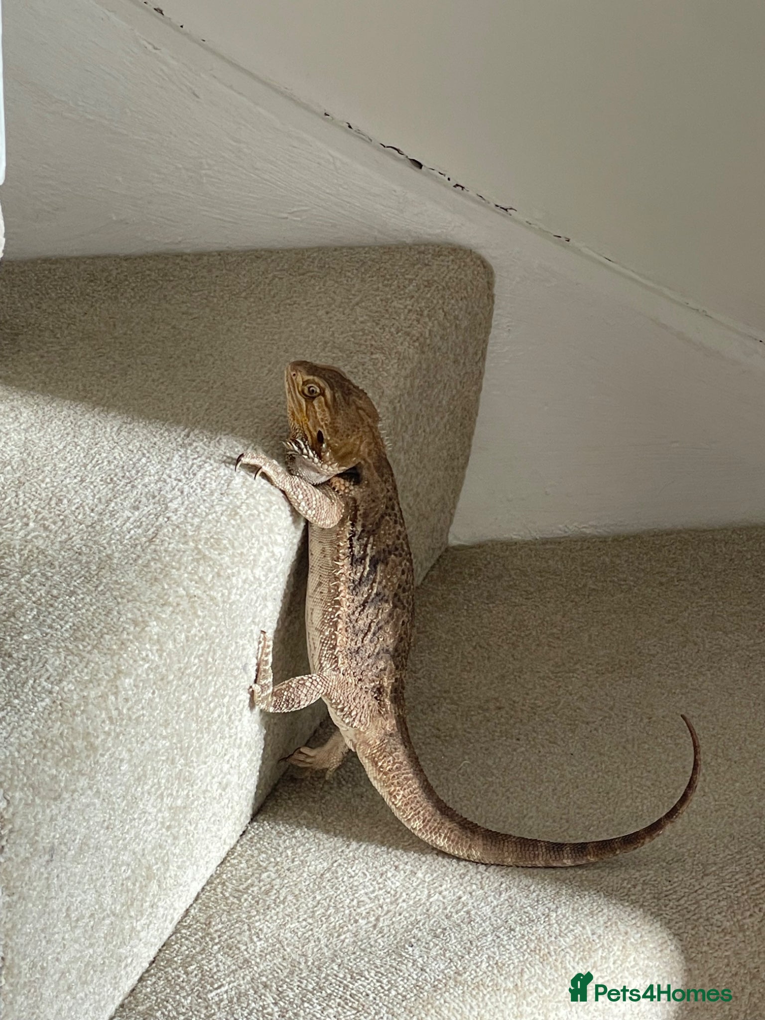 Bearded Dragon reptiles Female bearded dragon - Advert 1