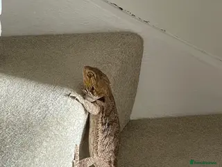 Bearded Dragon reptiles Female bearded dragon - Advert 2