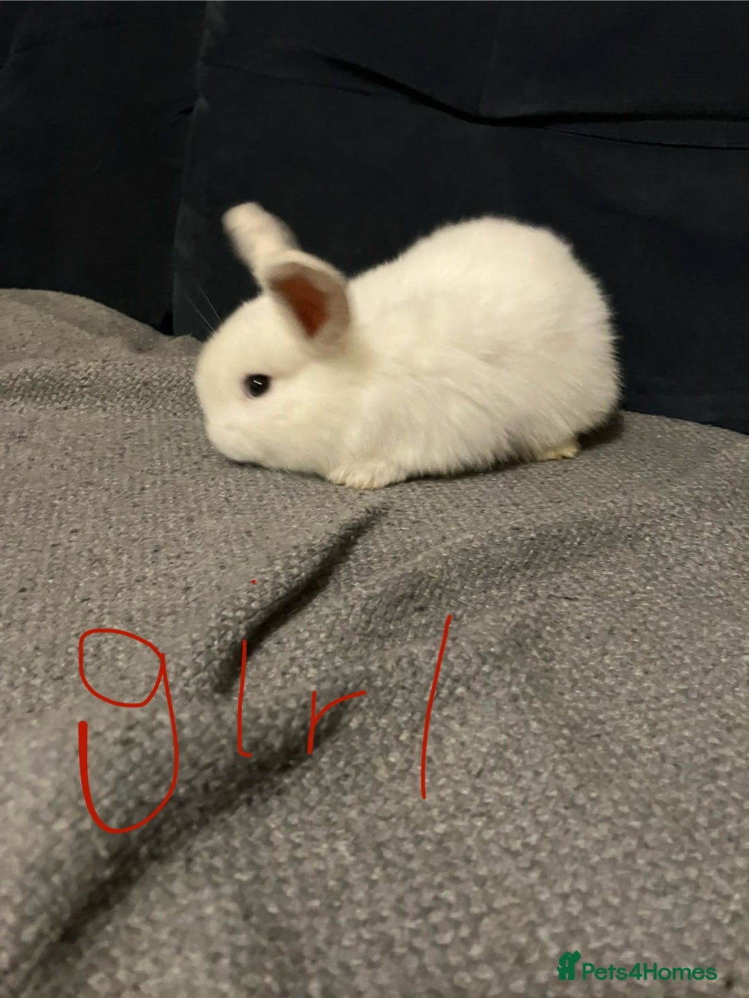 Mini Lop rabbits for sale: Mini lops - Advert 3