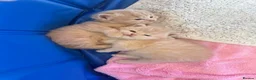 Maine Coon cats for sale: MAGICAL MAINE COON KITTENS - Advert 21