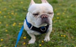 French Bulldog dogs for sale: French Bulldog needs Home - Image 3