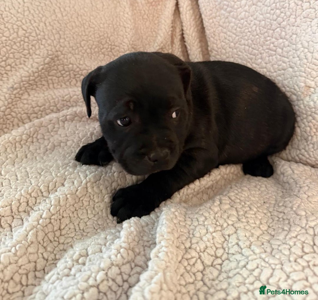 Staffordshire Bull Terrier dogs for sale: Stunning Staffordshire Bull Terrier Pups  - Advert 15