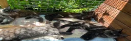 Maine Coon cats for sale: ⭐️Beautiful Maine Coon Kittens⭐️ - Advert 6