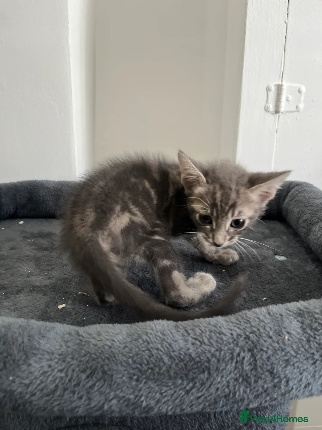 Mixed Breed cats for sale: Beautiful Ragdoll Mix Kittens 😻 in Croydon - Advert 2