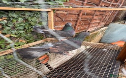 Pigeons birds for sale: Pigeons for sale - Image 6