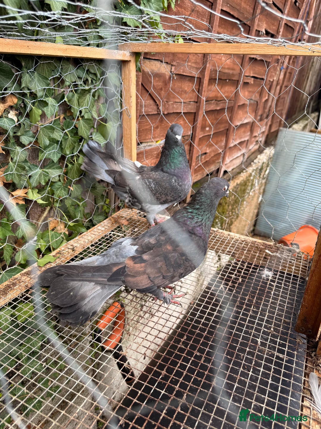 Pigeons birds for sale: Pigeons for sale - Image 6