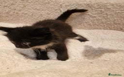 Norwegian Forest Cat cats for sale: Norwegian Forest kittens for sale - Image 13