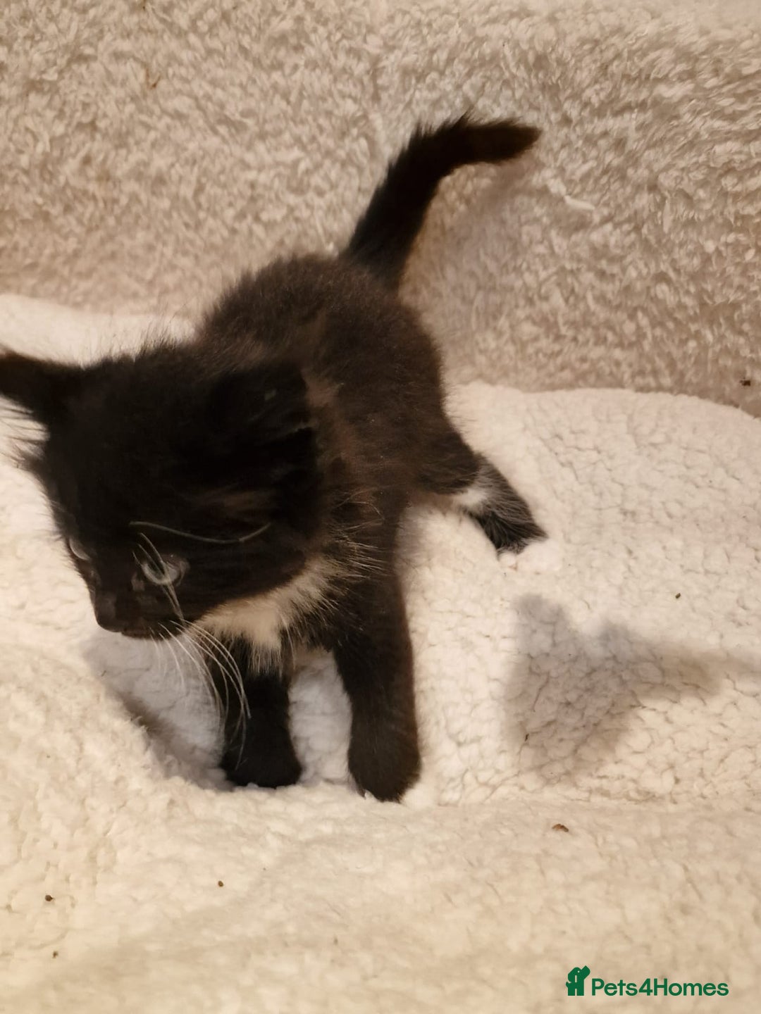 Norwegian Forest Cat cats for sale: Norwegian Forest kittens for sale - Image 13