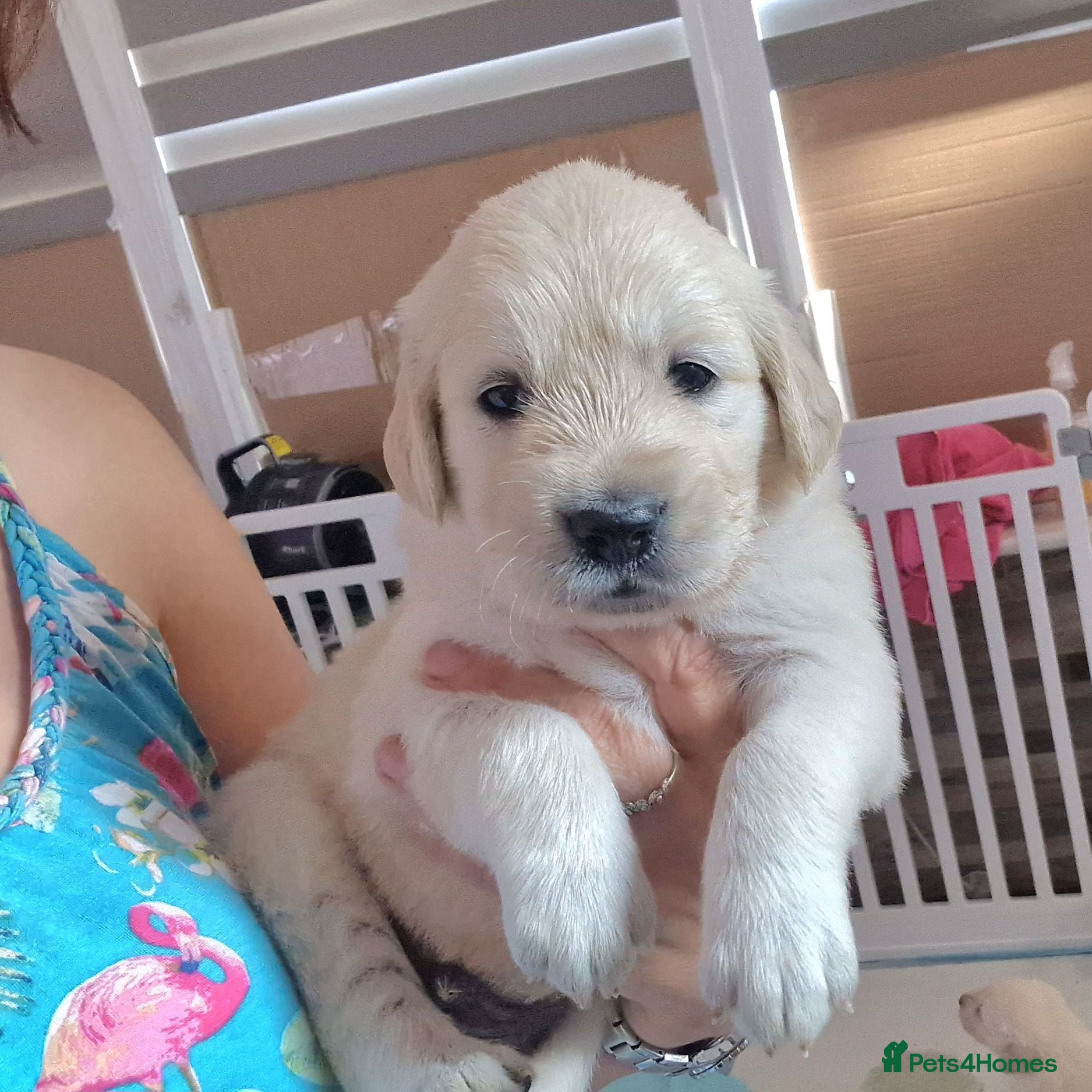 Golden Retriever dogs Stunning Cream KC registered Golden Retrievers  - Advert 2