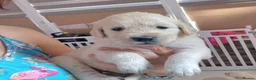 Golden Retriever dogs for sale: Stunning Cream KC registered Golden Retrievers  - Advert 6