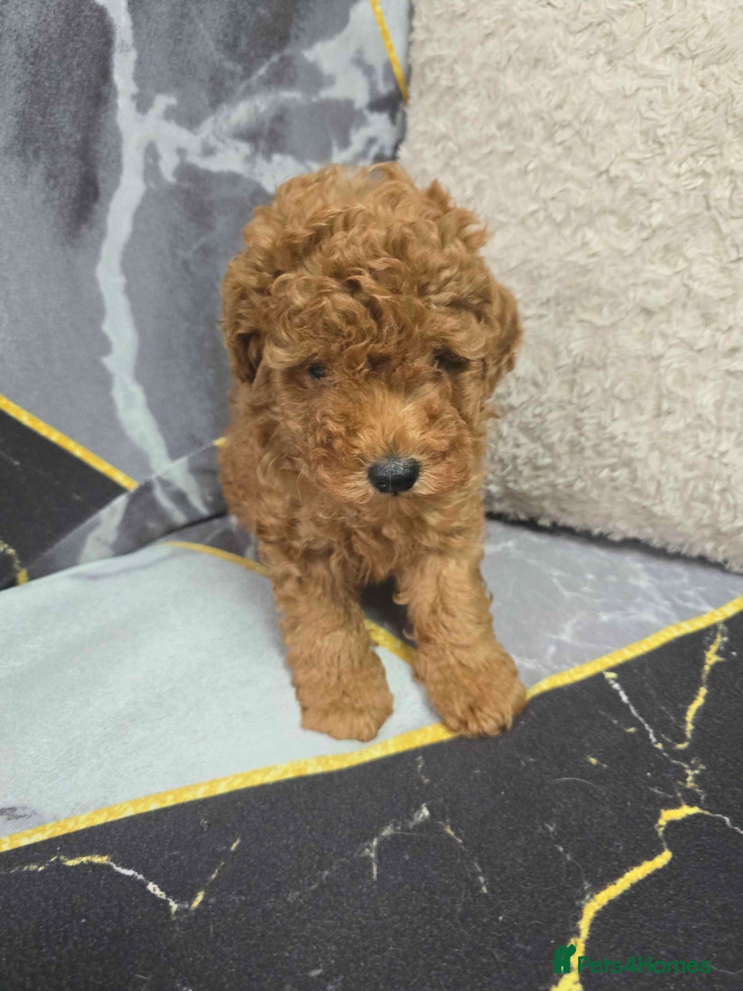 Toy Poodle dogs for sale: 3 Stuninngly cute red toy poodle puppies - Advert 26