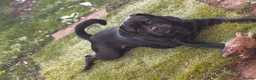 Cane Corso dogs for sale: Cane corso for rehoming  in Nottingham - Advert 4
