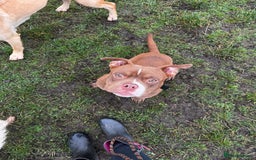 American Bulldog dogs for sale: 1 year old micro bulldog for sale - Image 8