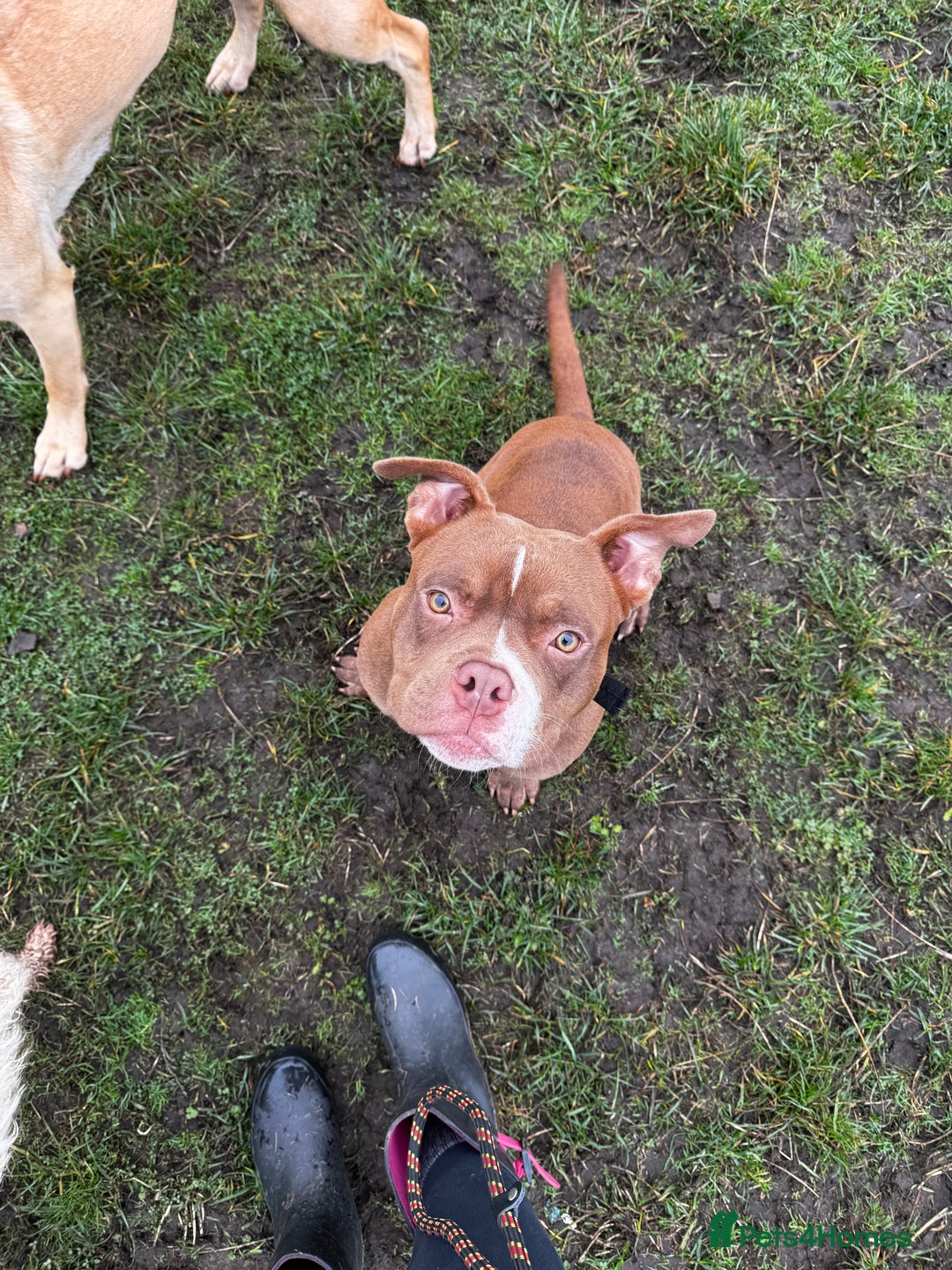 American Bulldog dogs for sale: 1 year old micro bulldog for sale - Image 8
