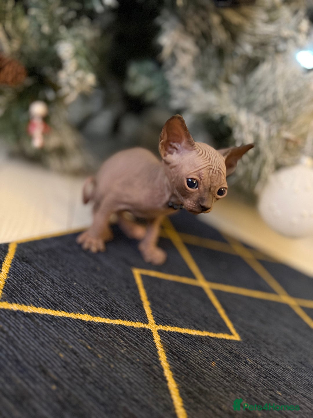Sphynx cats for sale: Stunning Kittens!  - Advert 7