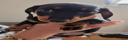 Miniature Dachshund dogs for sale: 2 smooth haired miniature dachshunds  - Advert 5