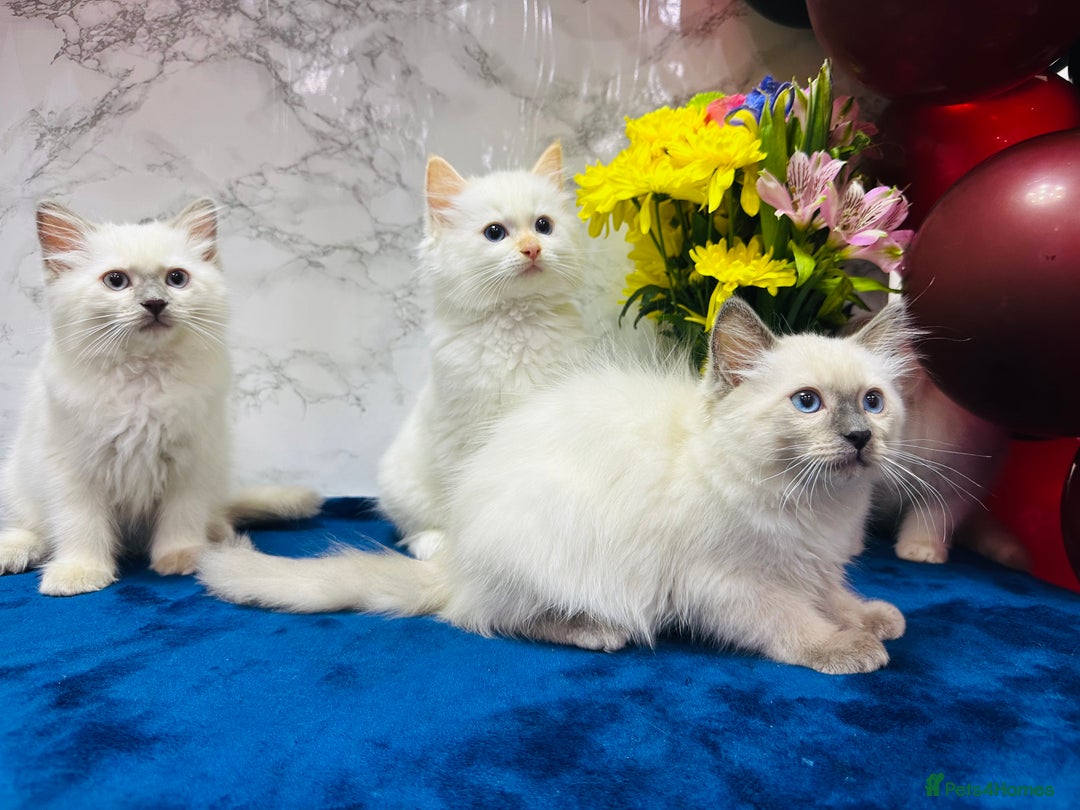 Ragdoll cats for sale: TICA Registered Magnificent Ragdoll kittens  - Image 20