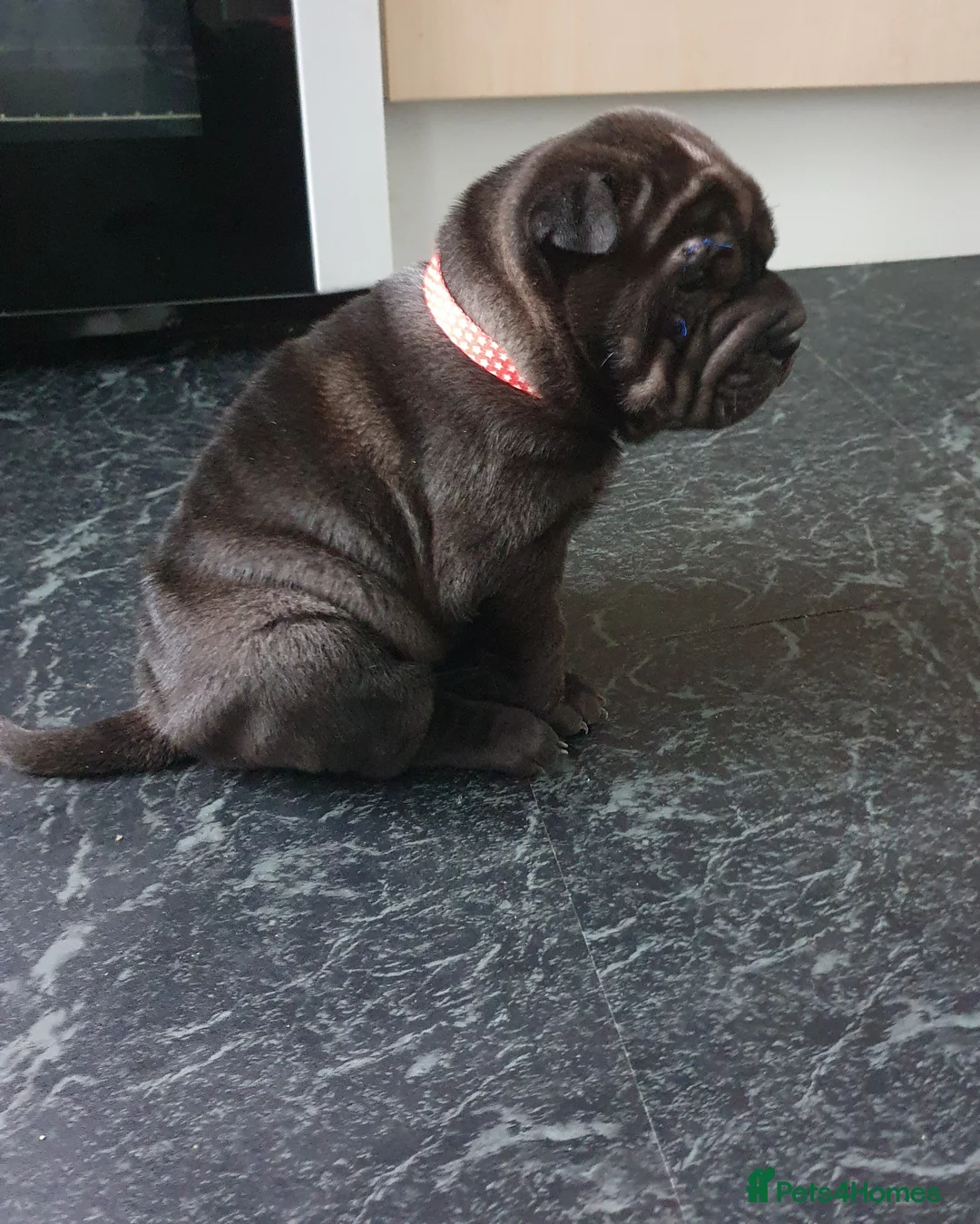 Shar Pei dogs for sale: Stunning KC Registered Shar Pei puppies - Advert 32