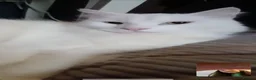 Ragdoll cats for sale: Tortie Ragdoll and Ragdoll x Turkish Angora  - Advert 11
