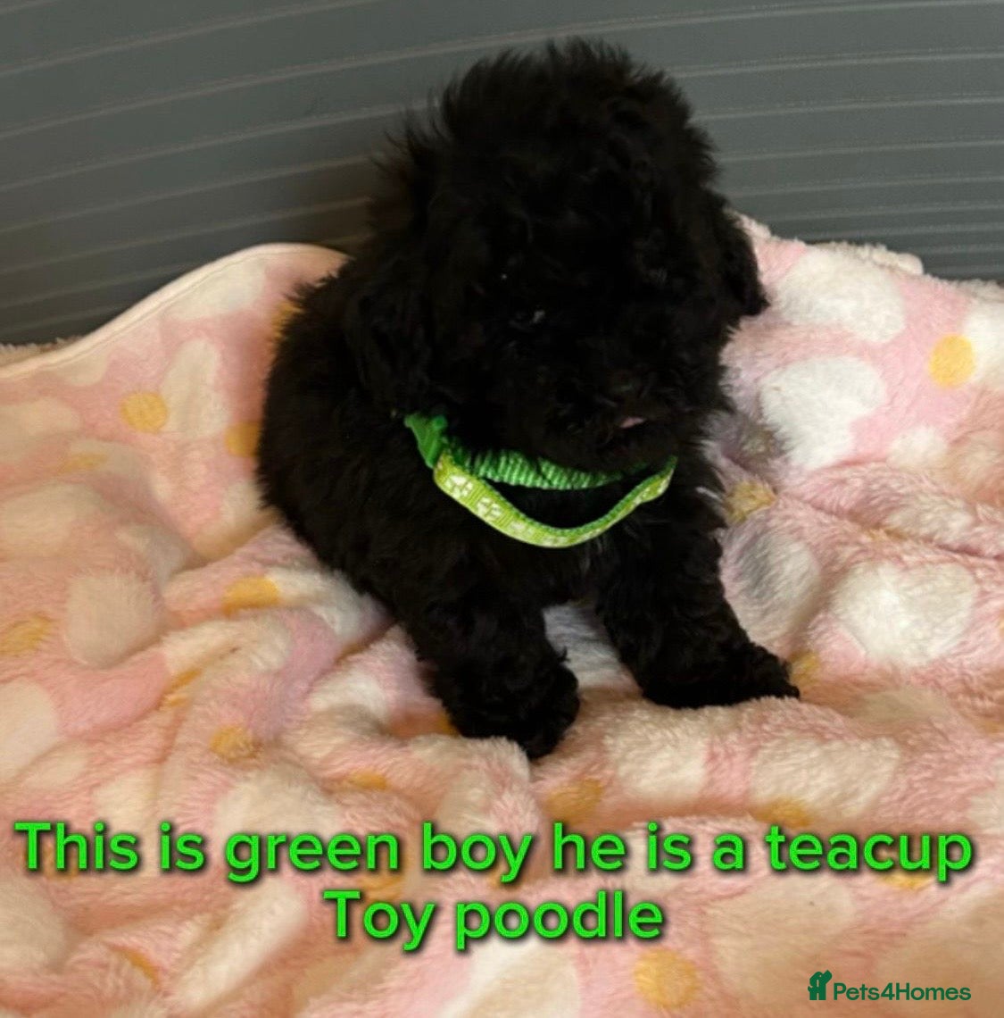 Toy Poodle dogs TOY POODLE GIRLS AND BOYS READ NOW  - Advert 4