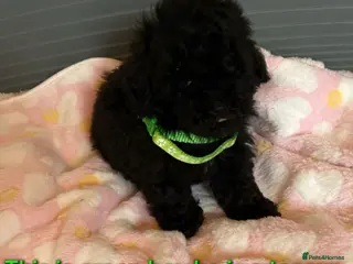 Toy Poodle dogs TOY POODLE GIRLS AND BOYS READ NOW - Advert 4